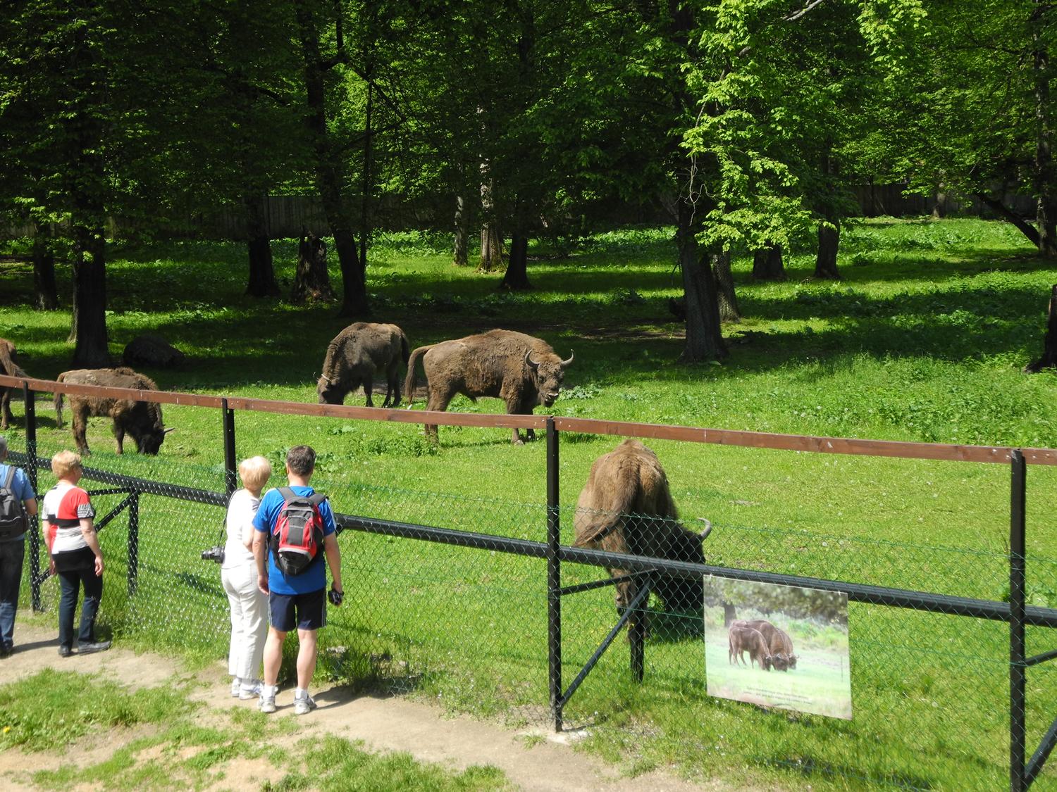 bialowieza polish bison what to do in eastern poland