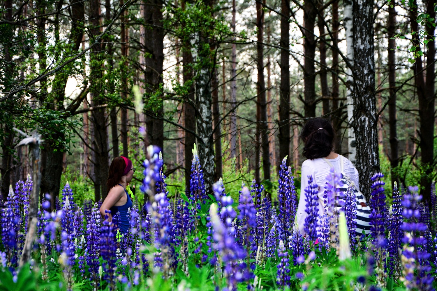 podlasie lupin girls in the field of flowers eastern poland blue flowers