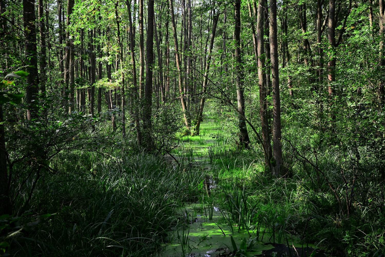 kampinos forest around warsaw national park