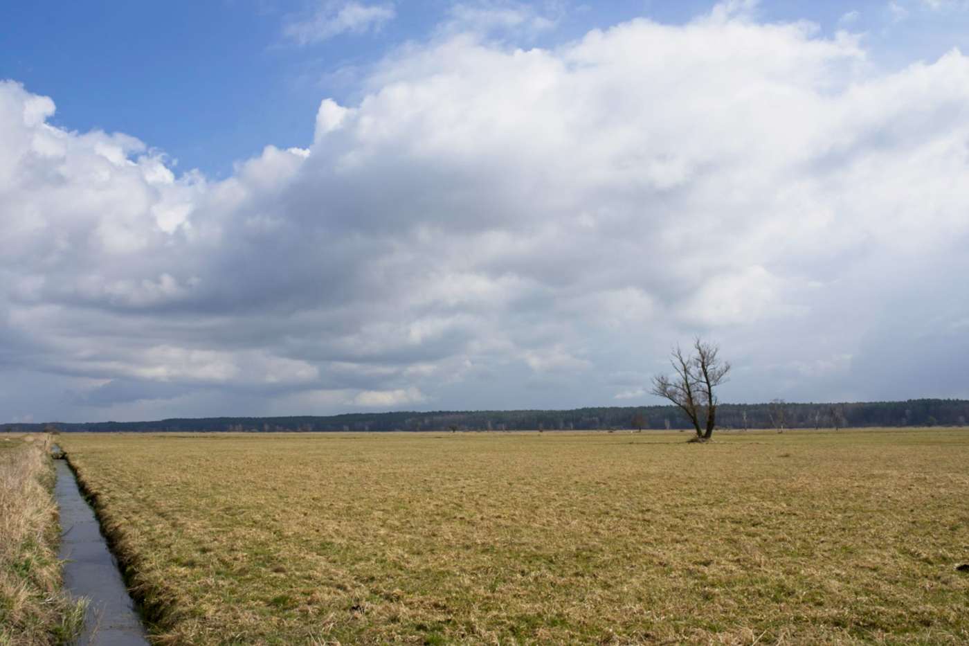 pulwy marshes near warsaw