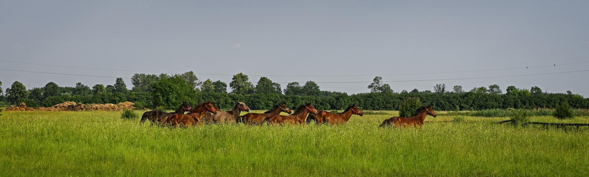 Places to Visit in Poland If You Are a Horse Lover