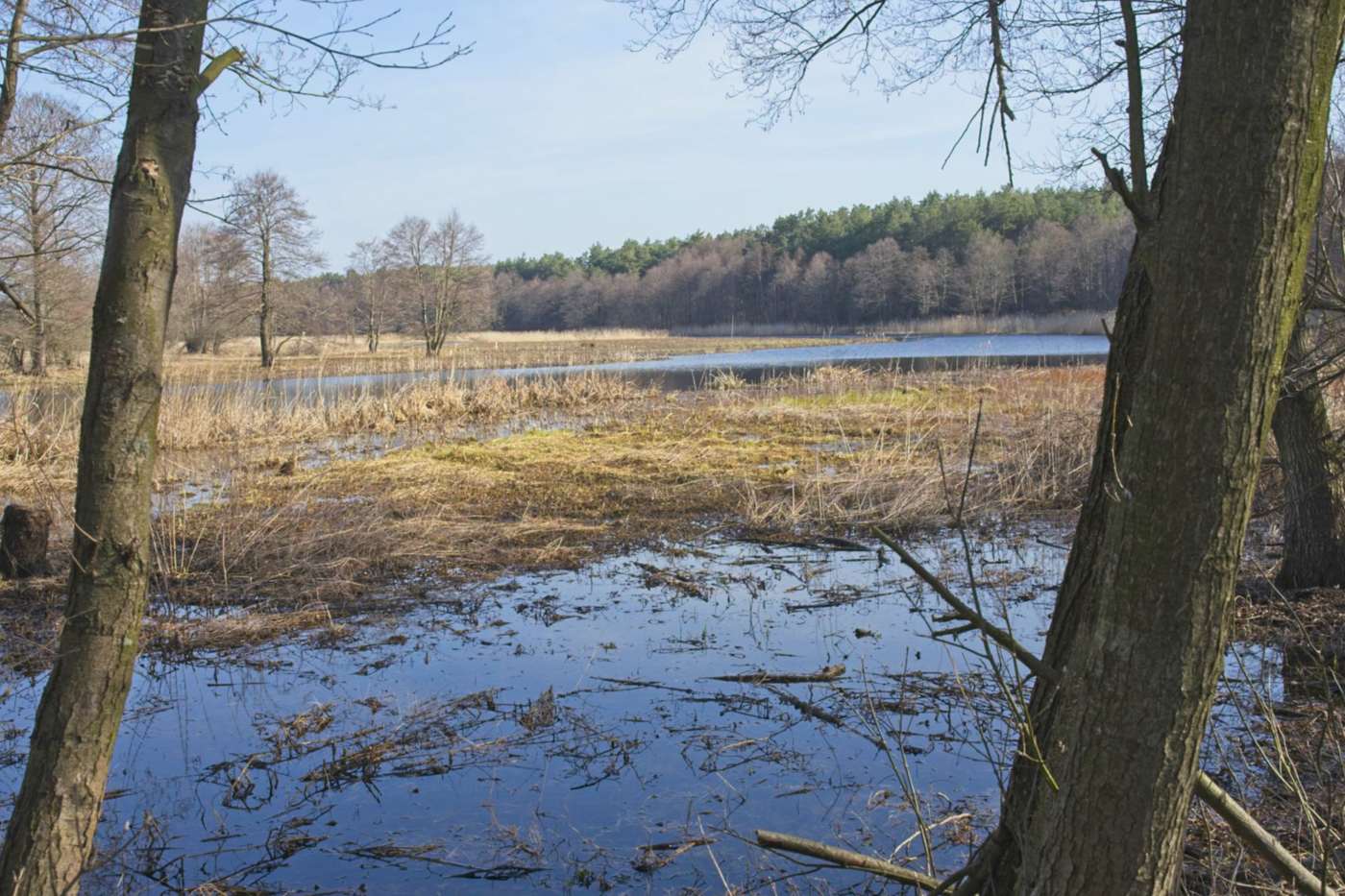 czapliniec near pultusk reserve in puszcza biala white forest