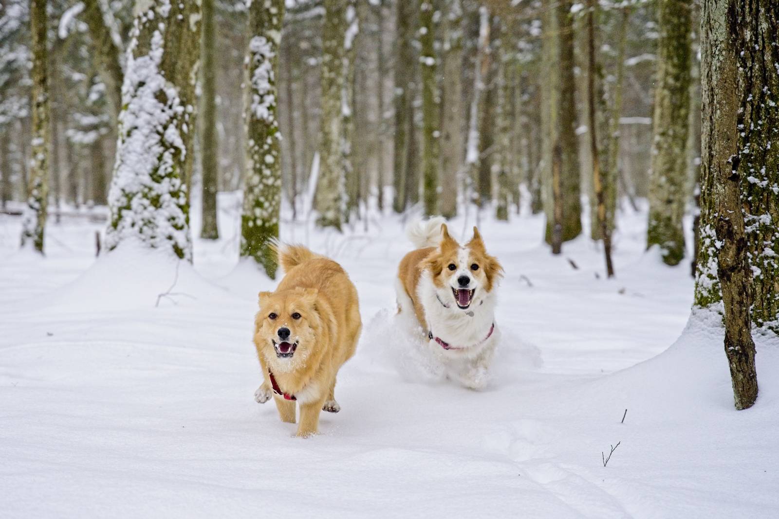 bialowieza forest in winter ith dog poland with dogs