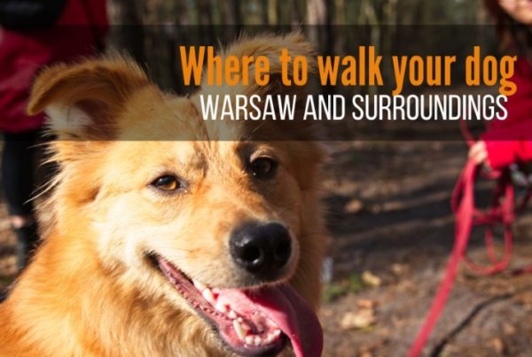 where to walk your dog in warsaw parks and forests near warsaw