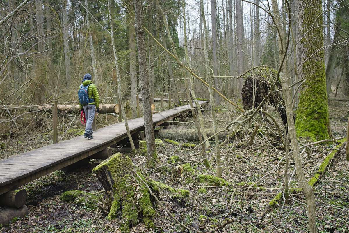 tourist trails hiking in bialowieza